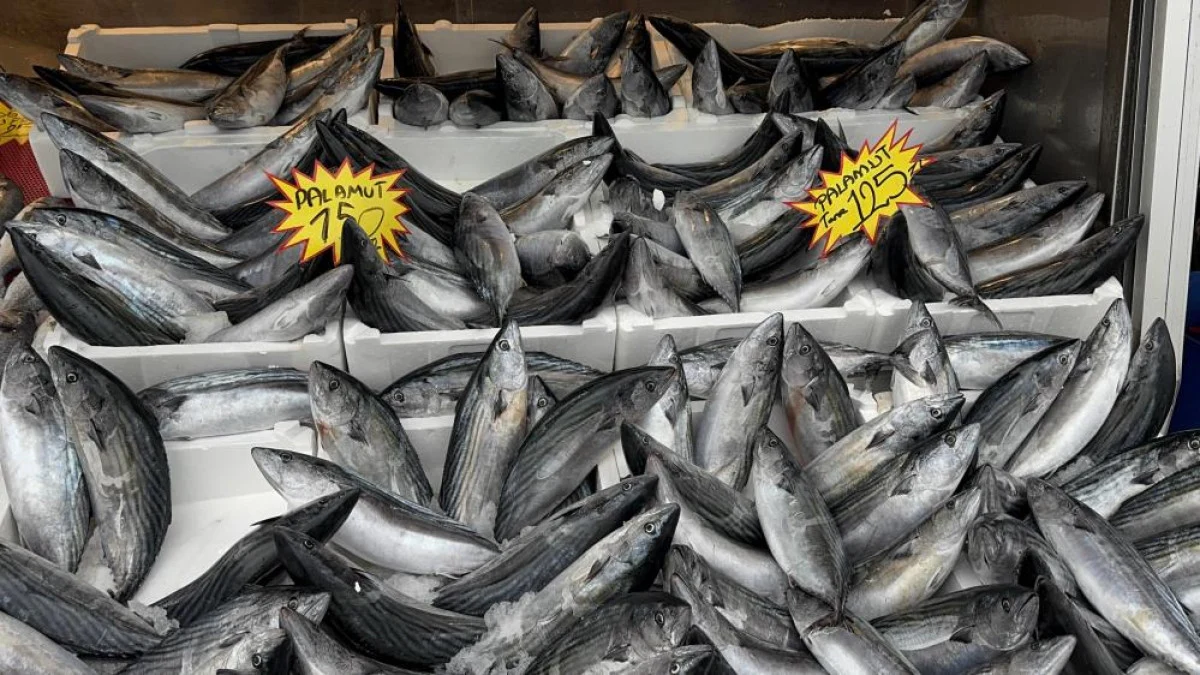 “Kestane Karası” olarak adlandırılan fırtına dindi, Karadeniz’de hamsi tezgahlara indi!