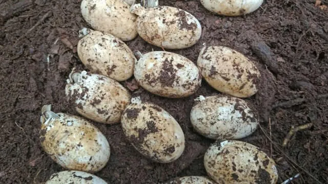 Bir zamanlar nesli tükendiği düşünülen kritik tehlike altındaki türler beklenmedik bir şekilde geri dönüyor