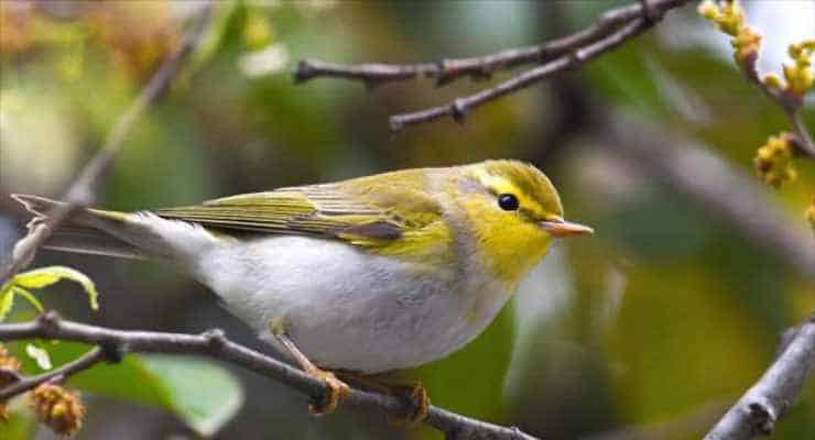 ‘Kuş oteli’nin misafir sayısı ‘orman çıvgını’yla arttı