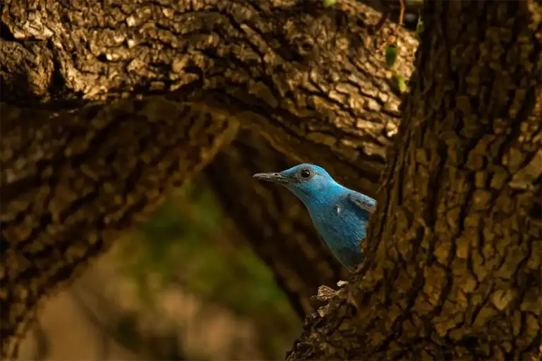 Amatör Fotoğrafçı Yüzyılın Kuşunu Fotoğrafladı: Amerika Birleşik Devletleri’nde Bir İlk