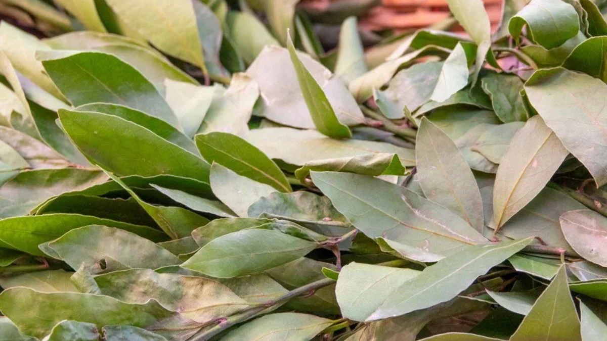 İster yemeğe, ister bereket için cüzdana! Hasadı başladı: Her alanda kullanılıyor