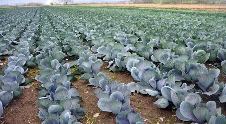 Sebze, Meyve ve Tarla Bitkileri Üretiminde Türkiye’nin Lokomotifi: Samsun