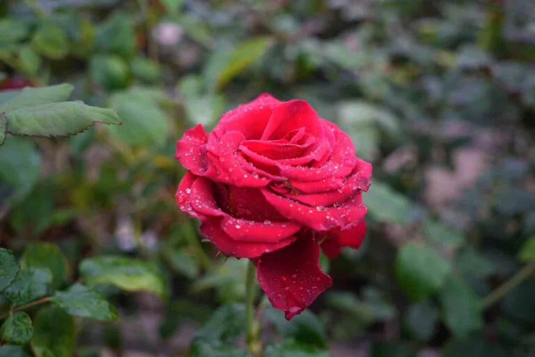 Hamsi atıklarıyla gül yetiştirildi: Hamsi gülü