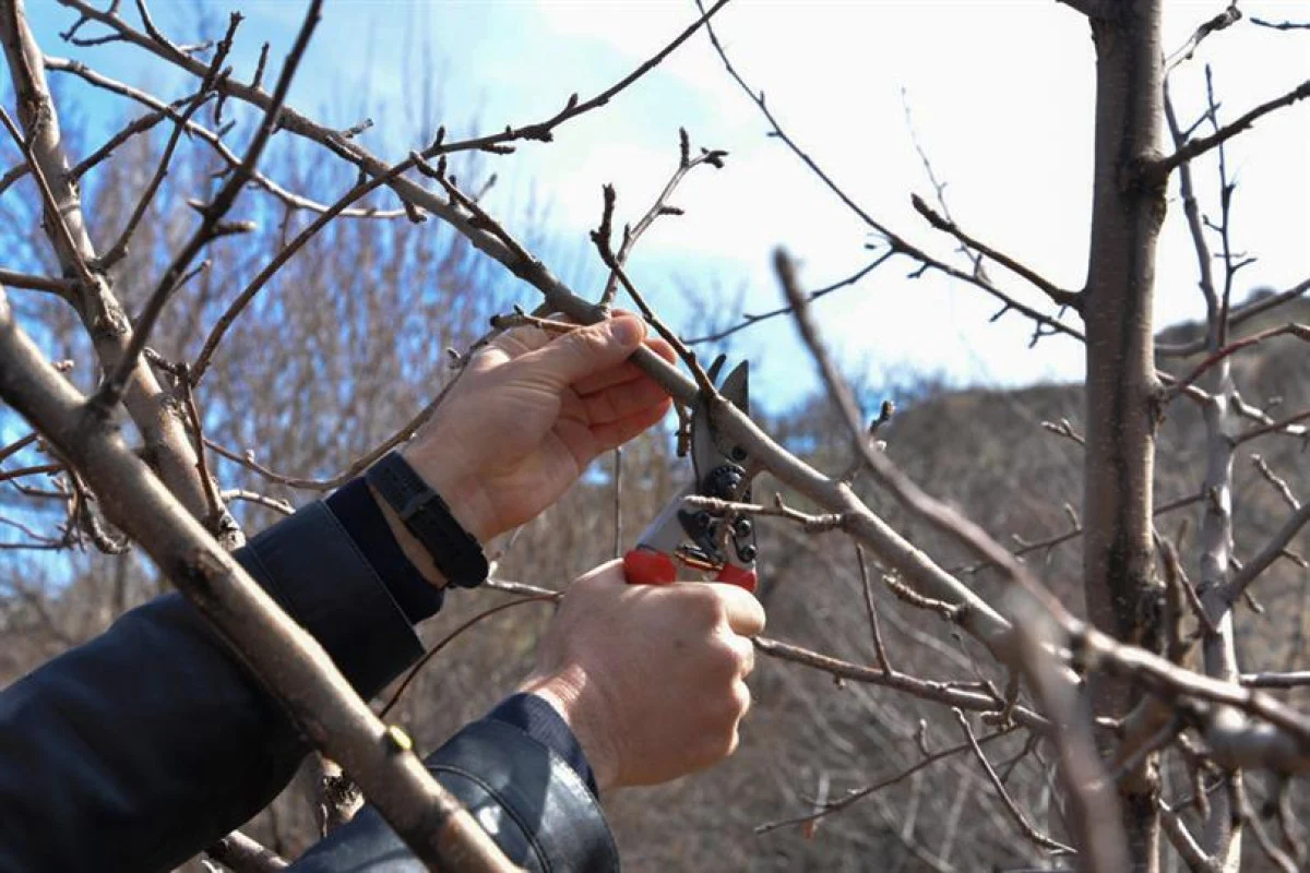 Meyve ağaçlarının budama zamanı ne zaman?