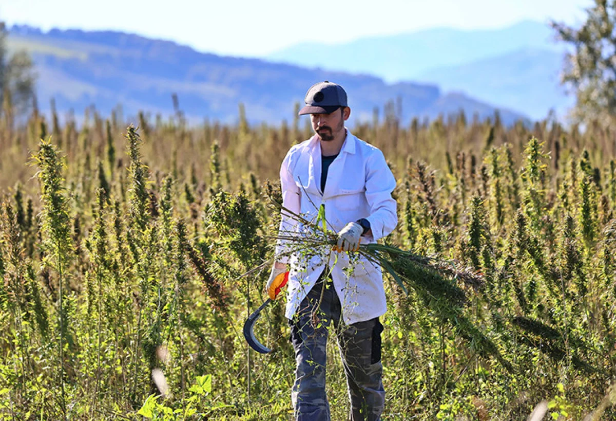 Kenevir üniversitelilerin elinde faydalı ürüne dönüşüyor