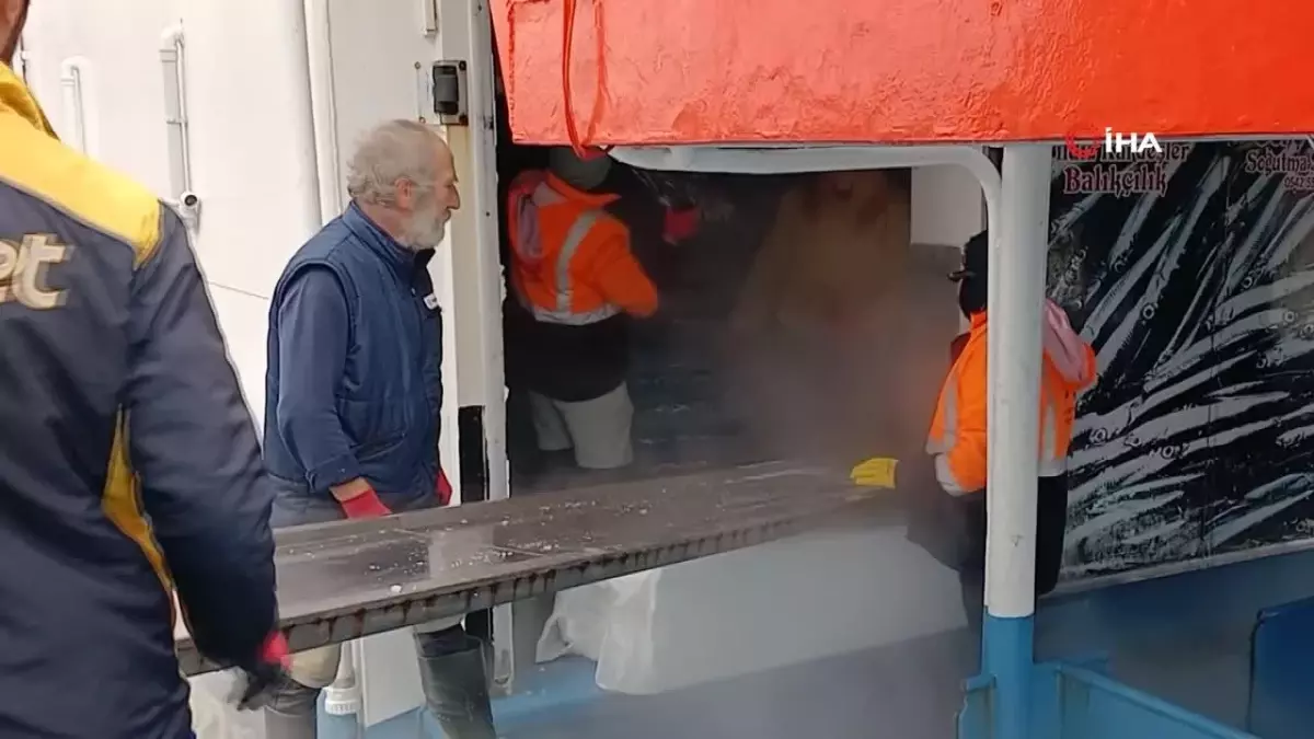 Karadeniz’de Hamsi Bolluğu