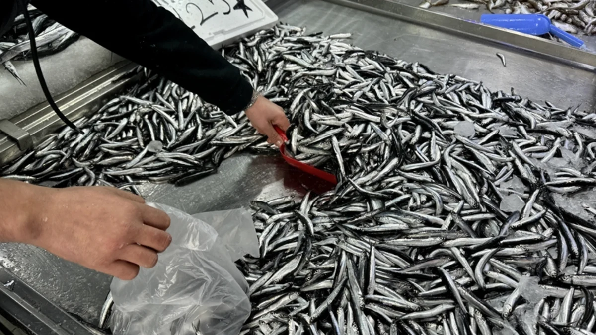 Uzmanlardan ‘küçük boydaki balıkları avlamayın’ uyarısı