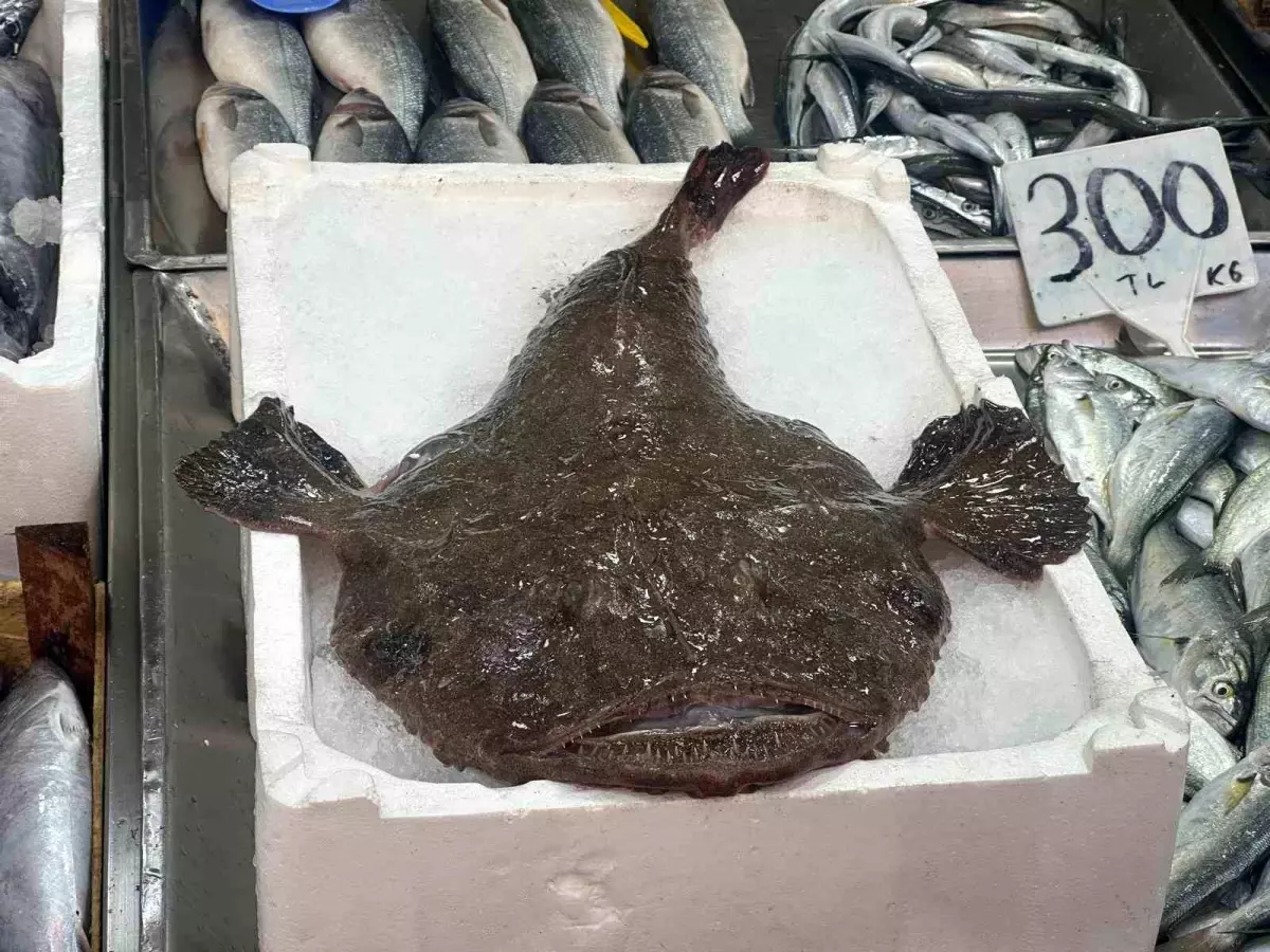 Nadir bulunan Fener Balığı Sinoplu balıkçıların ağına takıldı.