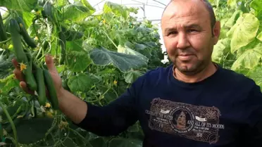 Mersin’de Salatalık Fiyatları Yüzleri Güldürdü