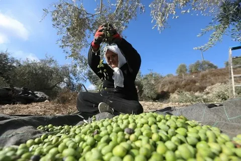 Mersin Mut’ta Zeytin Fiyatları Düşüyor