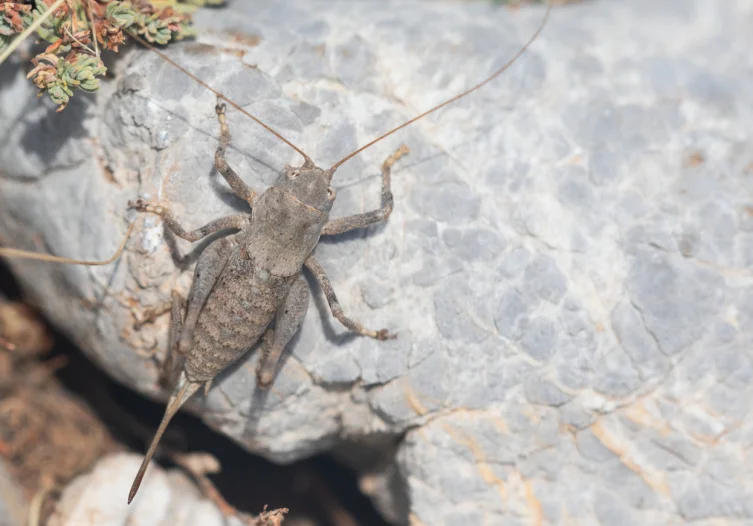 “Anadolua” cinsi çekirgeye ait yeni iki tür keşfedildi
