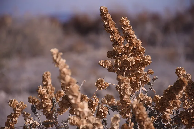 Karaman’da meralar “marifetli bitki” tuz çalısıyla eski canlılığına kavuşuyor