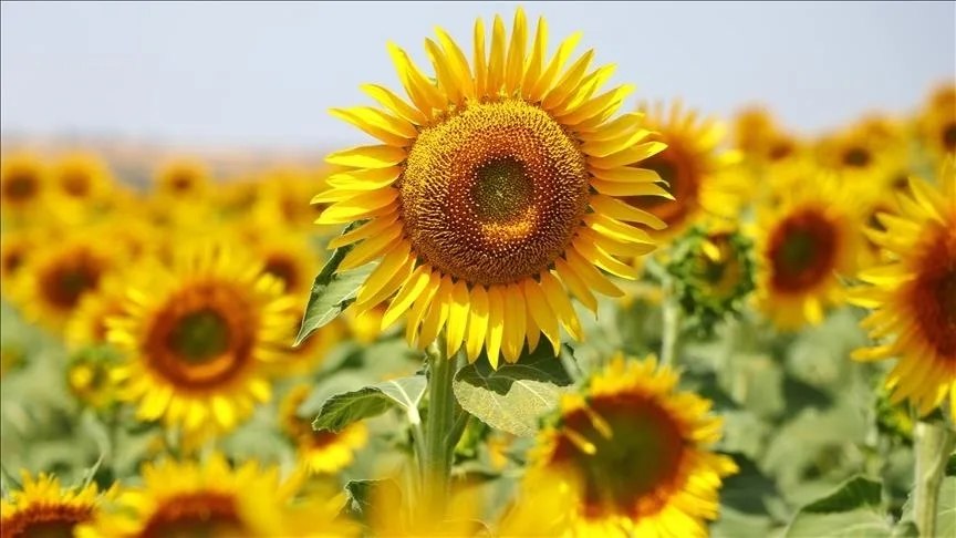 Tekirdağ’dan Rusya’ya bu yıl 120 ton yerli ayçiçeği tohumu ihraç edildi