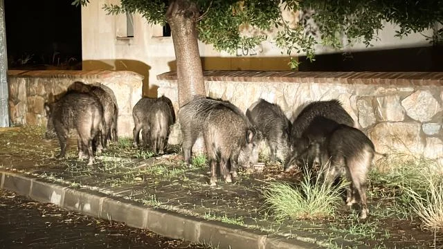 Bodrum’da aç kalan yaban domuzları şehre indi