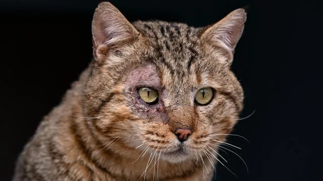 Mağarada yaralı halde bulunan dağ kedisine özenle bakılıyor