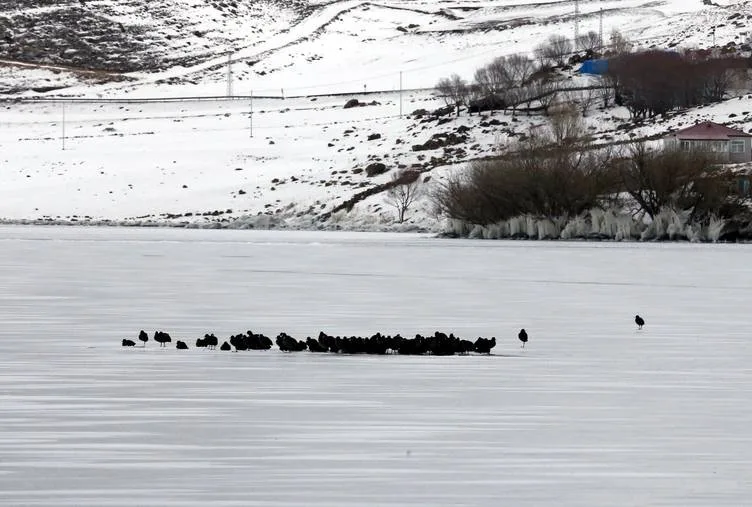 Göç etmeyen kuşlar Çıldır Gölü’nde buz üstünde bir arada görüntülendi