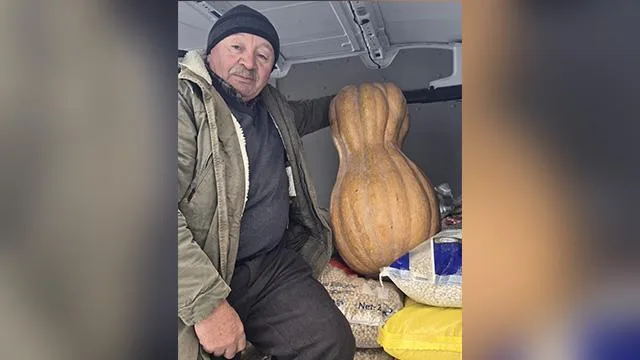 Sinop’ta 55 kilogramlık bal kabağı yetiştirildi..Elektrikli testereyle kesilebiliyor