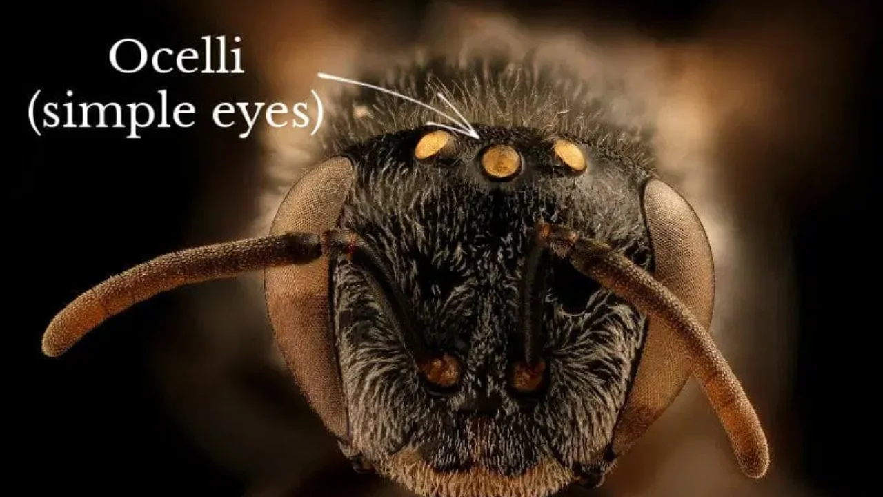 Arıların Kaç Gözü Vardır?