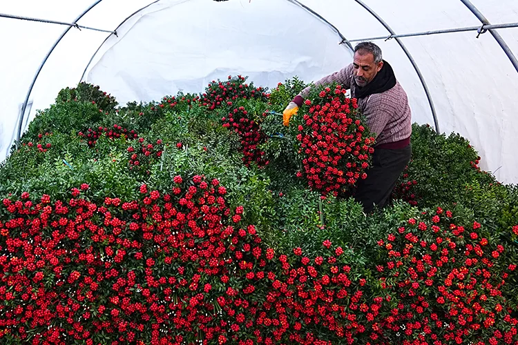 Yeni yılın “uğurlu çiçeği” kokinanın zorlu serüveni
