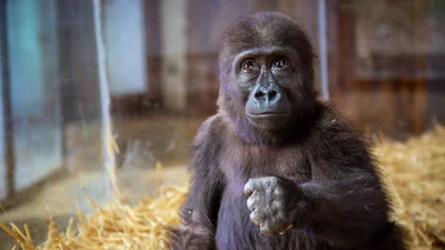 İstanbul Havalimanı’nda yakalanan goril yavrusunun son durumu iyi