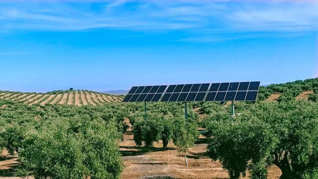 Araştırmacılar güneş panelleri altında yetiştirilen mahsulleri test ederken çarpıcı bir keşifte bulundular