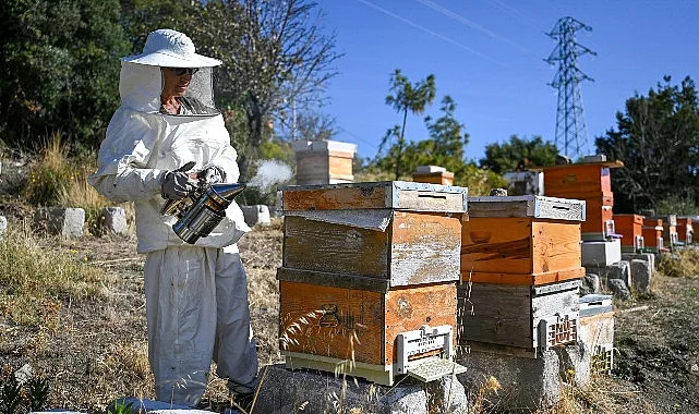 Bornova’da Arıcılık Kursu kayıtları başladı “Kendi balını üret, doğaya katkı sağla”