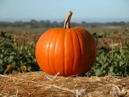 Kış aylarının vazgeçilmezi bal kabağı psikolojiye de iyi gelebilir…