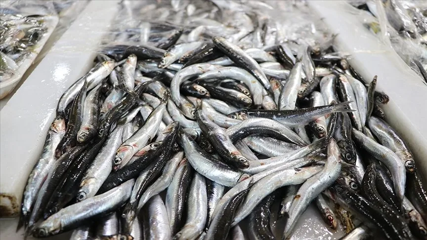 Türkiye’nin 11 aylık hamsi ihracatı 13,5 milyon doları aştı