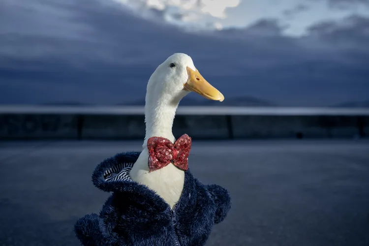 “Zeze” adını verdiği ördeğine evladı gibi bakıyor