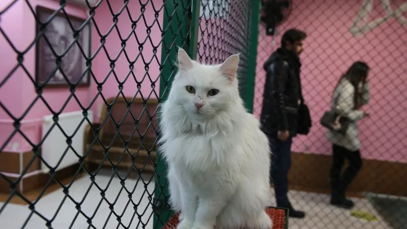 Kedi villasında 2024’te 150 Van kedisi dünyaya geldi