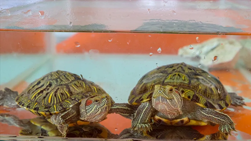 Denizlerdeki istilacı türler “TurIST” sistemiyle önlenecek