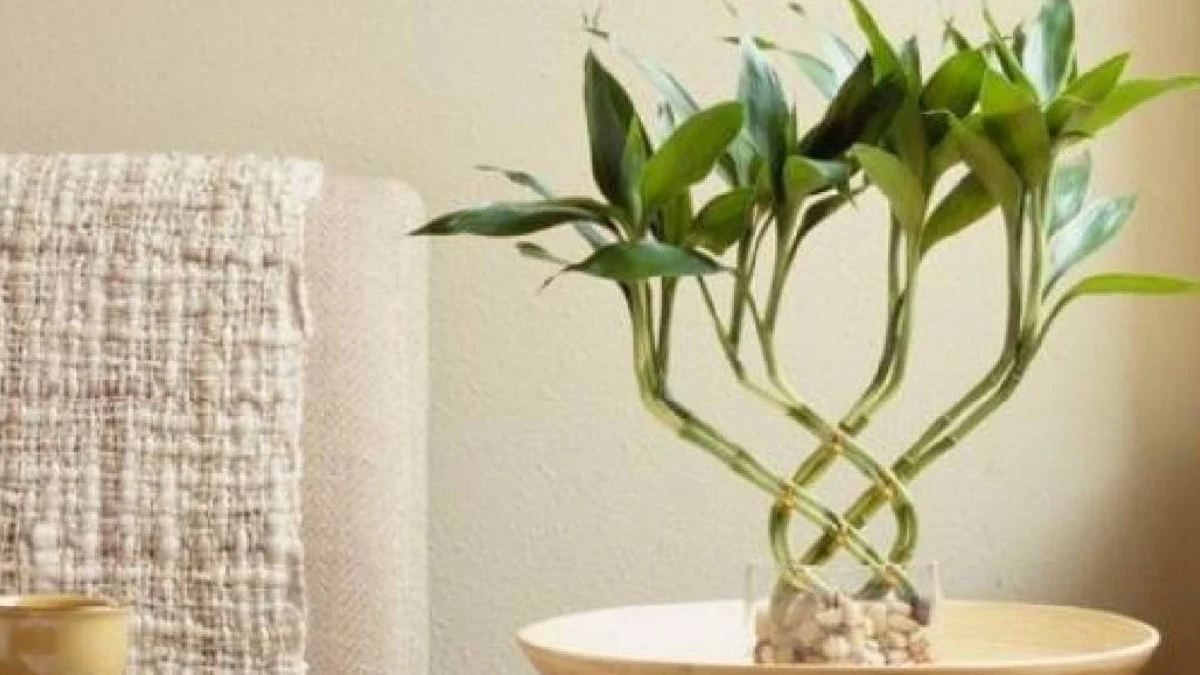 Topraksız yetişen en güzel bitkiler: Sadece su yetiyor