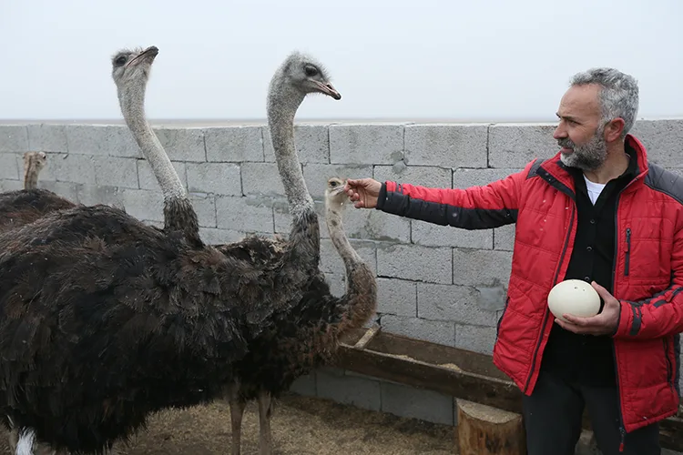 Kars’taki köyünde deve kuşu yetiştiriciliği hayalini gerçekleştirdi
