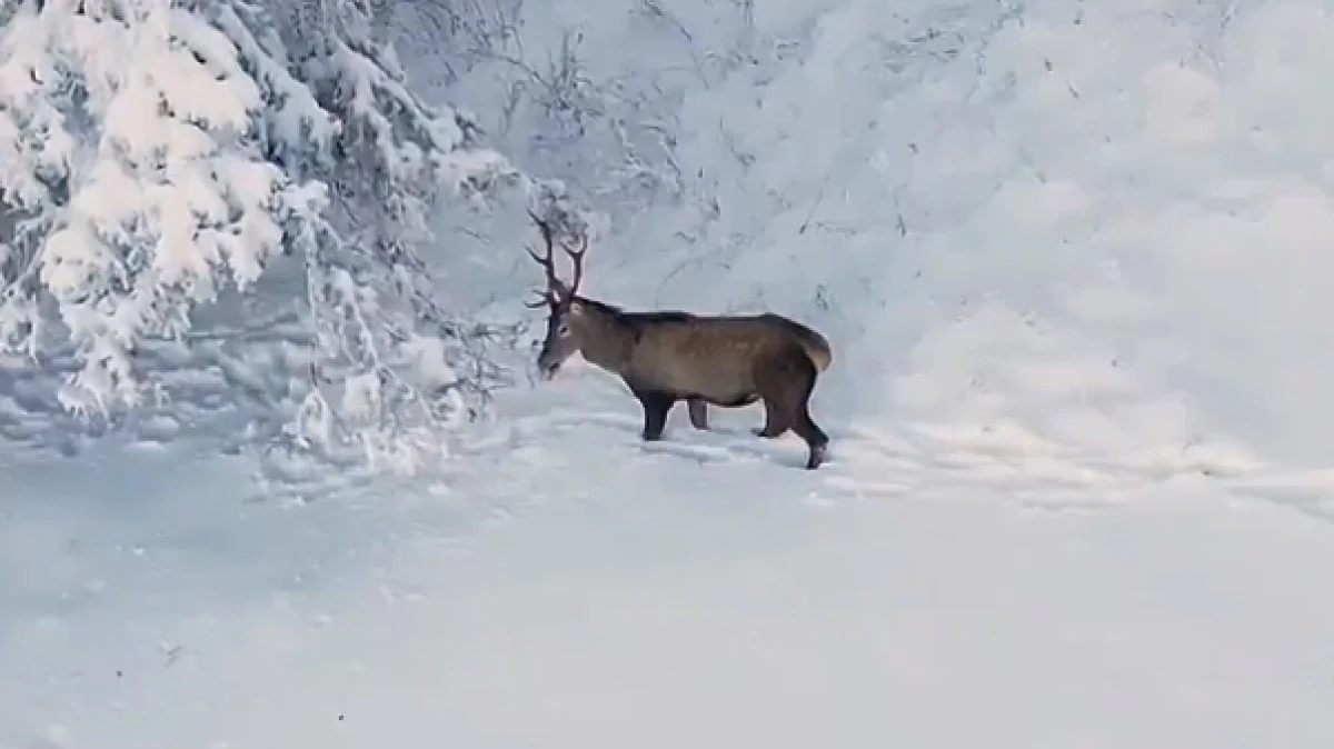 Kastamonu’da, zarif adımlarıyla; ‘Kar Güzeli’