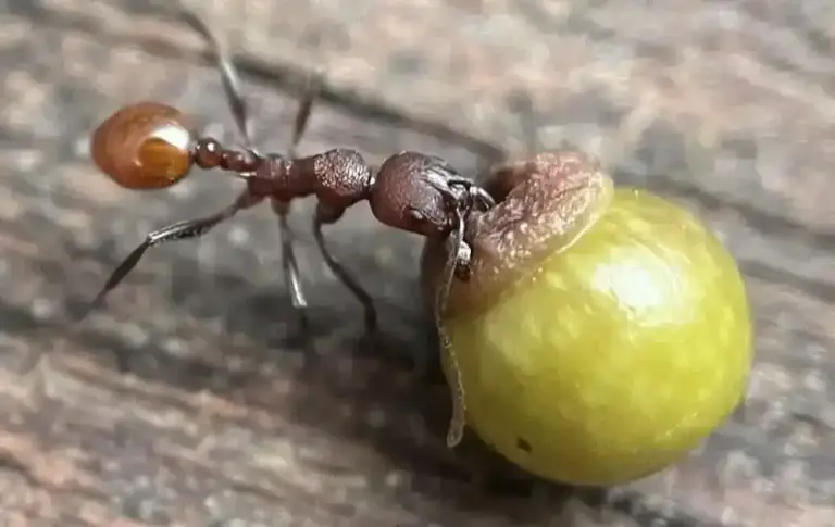 8 Yaşındaki Çocuğun Bulduğu Değişiklikler 100 Yıllık Böcek ve Bitki Bilimi