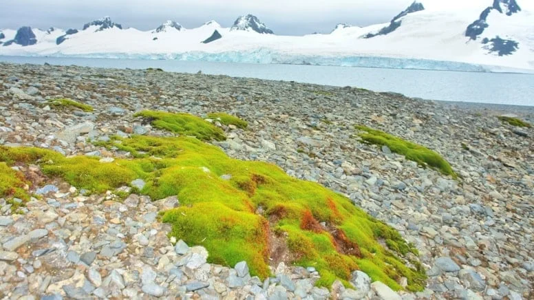 Kuzey kutbunda dramatik değişim