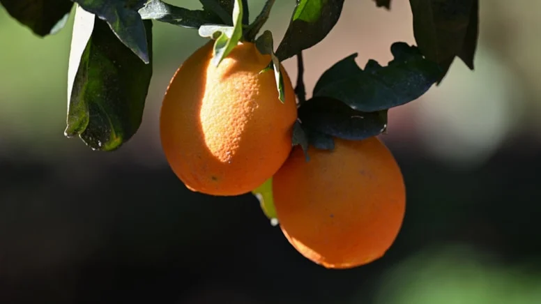 Antalya’nın gizli hazinesi: Turunç