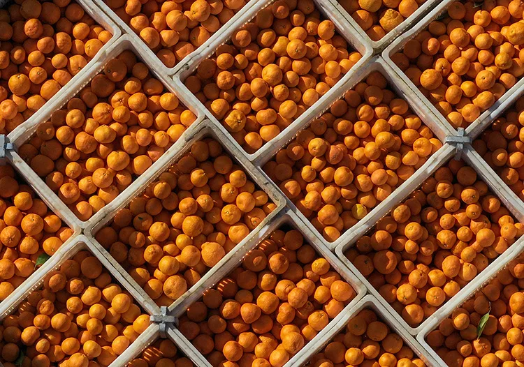 Gümüldür mandalinası dalında satıldı