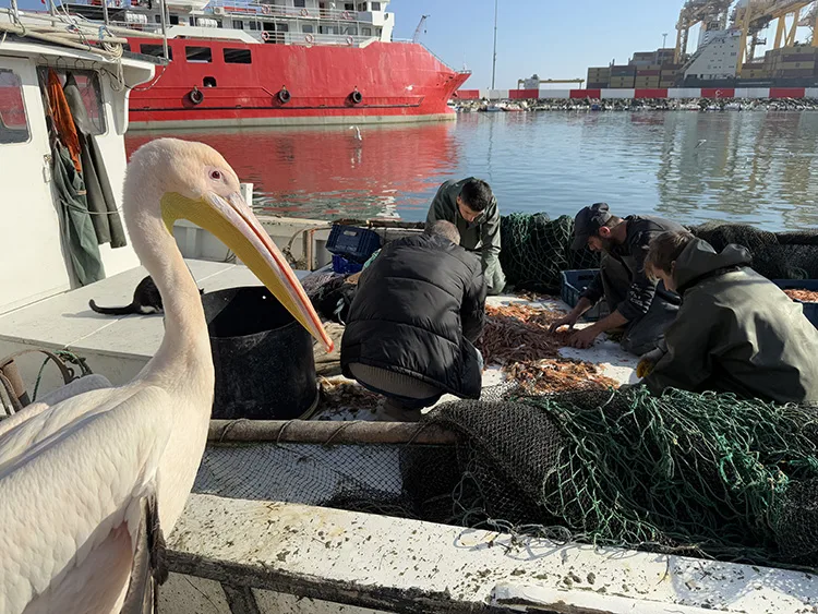 Tekirdağ’da pelikan “Garip”, balıkçı barınağının maskotu oldu