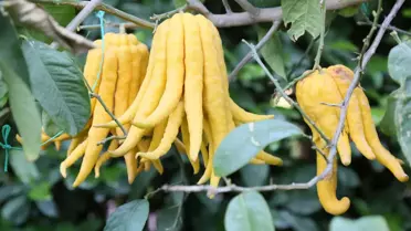 Antalya’da İlginç Narenciye Türleri: Buda’nın Eli, Havyar Limonu ve Daha Fazlası