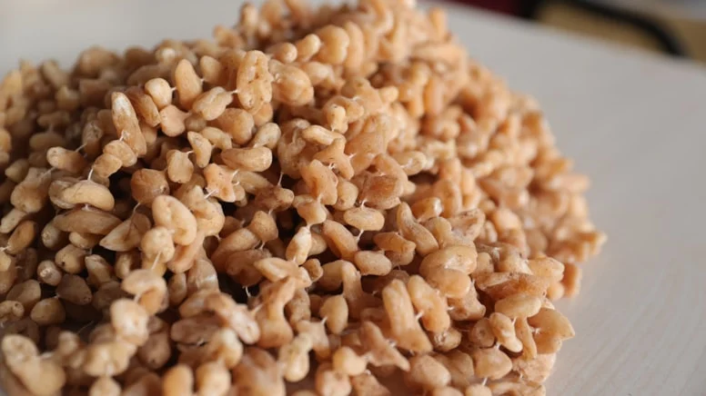 Köylüler Toros Dağları’ndan topluyor ünlüler kapış kapış alıyor: Kilosu 6 bin liraya satılıyor