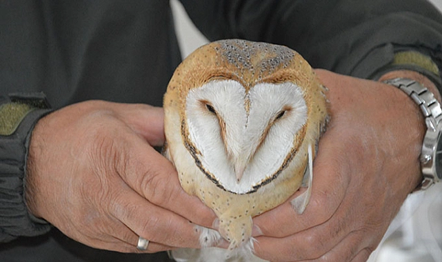 Polisler Yaralı Baykuşu Kurtardı, Tedavisi Sürüyor