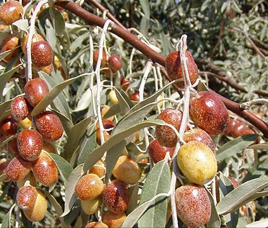 Türk bilim insanı buldu..Ölümsüzlük bitkisi!..