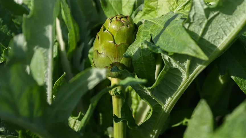 Tescilli sakız enginarı hasadında “yağmur” gecikmesi yaşandı