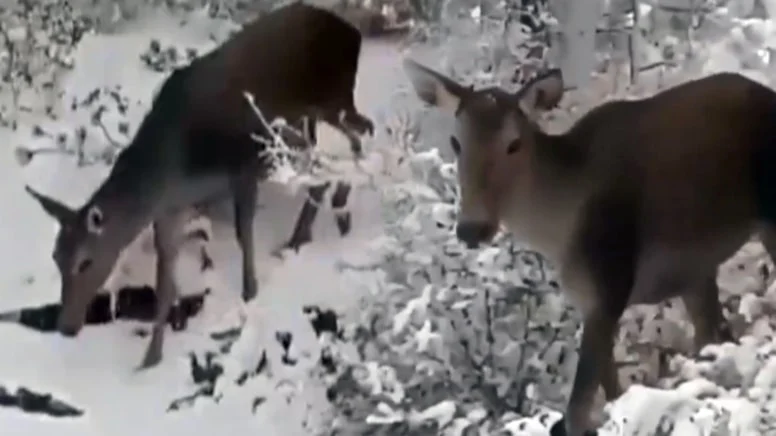 Avlamak ve zarar vermek kesinlikle yasak: Cezası 400 bin TL