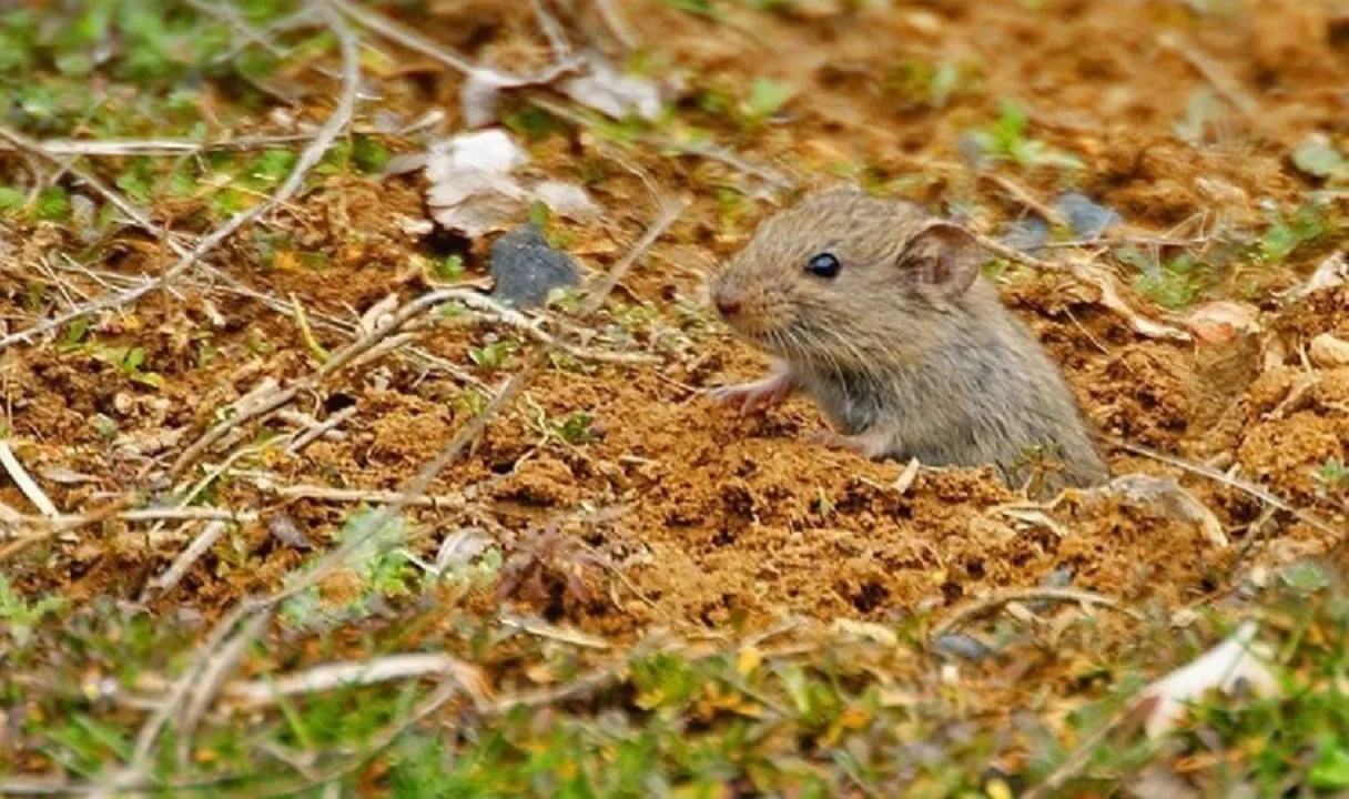 Tarla faresi zararına dikkat !