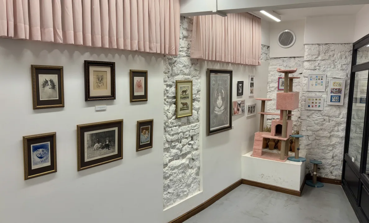 Galata’nın Yeni Gözdesi: Kedi Müzesi