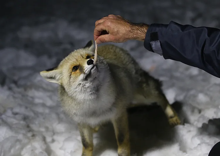 Güvenlik görevlileri, elleriyle besledikleri tilki “Boncuk” ile dost oldu