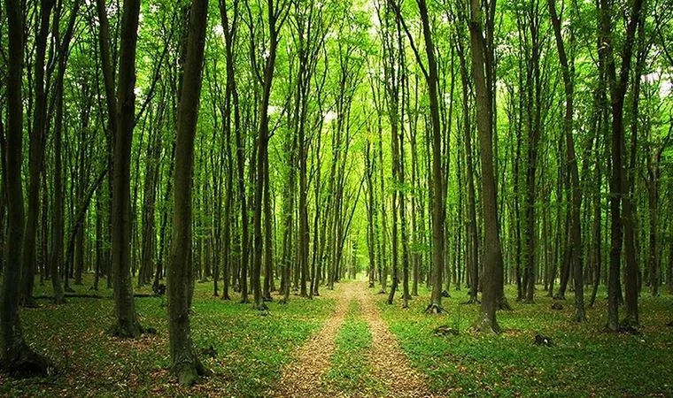 e-Tebligat ile 39 Bin Ağaç Kurtarıldı, 6 Milyar Lira Tasarruf Sağlandı