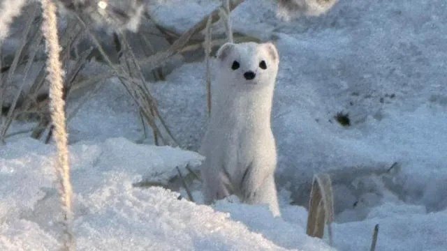 Hakkari’de ‘beyaz gelincik’ görüntülendi